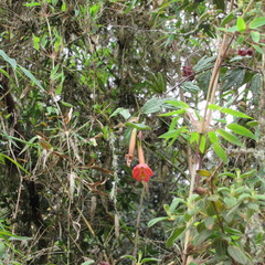 Passiflora crispolanata