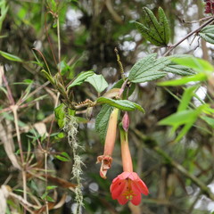 Passiflora crispolanata