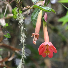 Passiflora crispolanata