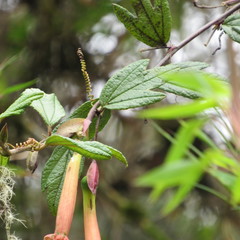 Passiflora crispolanata