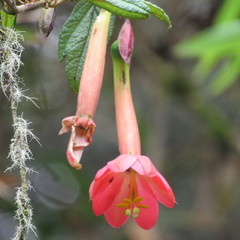 Passiflora crispolanata
