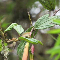 Passiflora crispolanata