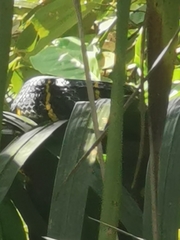 Boiga melanota