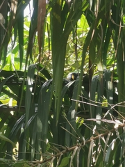 Boiga melanota