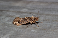 Lysiphragma epixyla