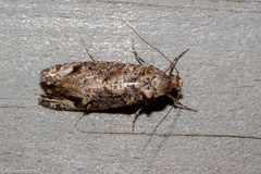 Lysiphragma epixyla