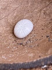 Echinoneus cyclostomus