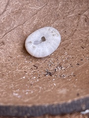 Echinoneus cyclostomus