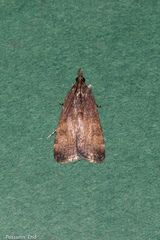 Eudonia asterisca
