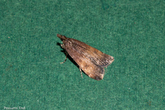 Eudonia asterisca