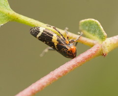 Eurymeloides marmorata