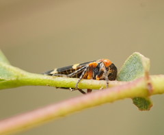 Eurymeloides marmorata