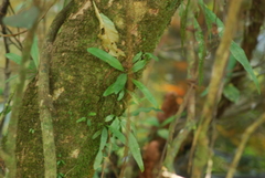 Campyloneurum costatum