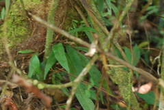 Campyloneurum costatum