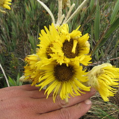 Espeletia barclayana
