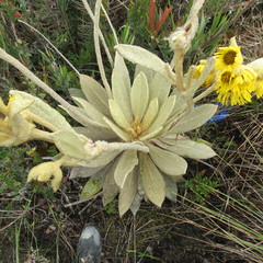 Espeletia barclayana