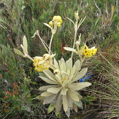 Espeletia barclayana