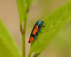 Castiarina skusei