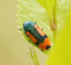 Castiarina skusei
