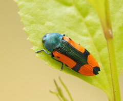Castiarina skusei