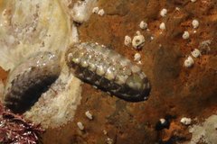 Chitonoidea