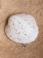 Periglypta reticulata