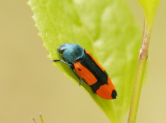 Castiarina skusei