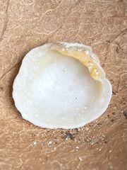 Periglypta reticulata