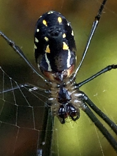 Leucauge argyra