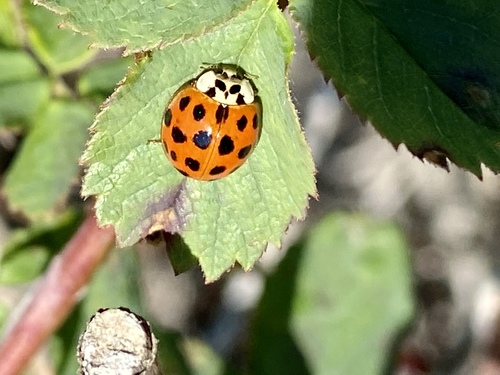 iNaturalist observation photo of Asian Lady Beetle