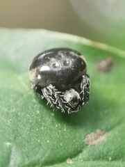 Araneus nox