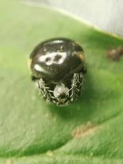 Araneus nox