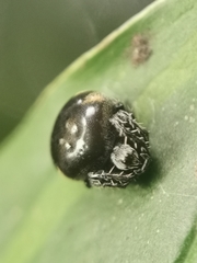 Araneus nox