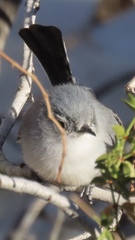 Polioptila melanura