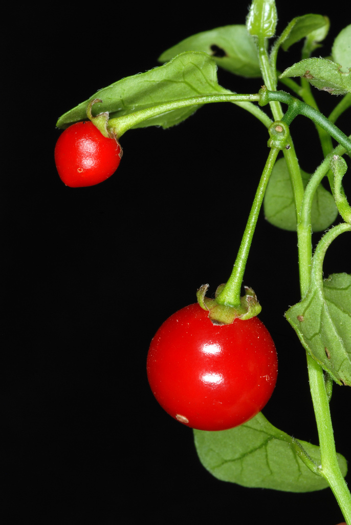 Texas nightshade (Rabensburg River Refuge) · iNaturalist