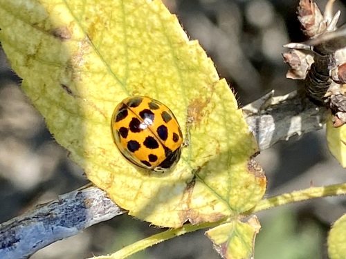 iNaturalist observation photo of Asian Lady Beetle
