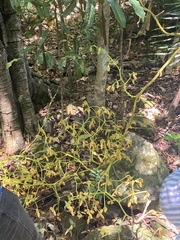 Pseudovanilla foliata