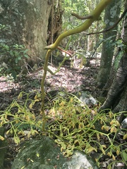 Pseudovanilla foliata