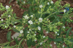 Stevia rebaudiana