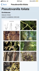 Pseudovanilla foliata