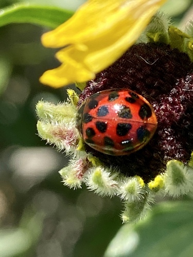 iNaturalist observation photo of Asian Lady Beetle