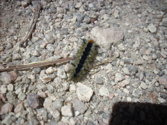 Lophocampa ingens
