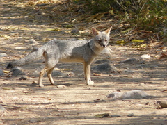 Lycalopex sechurae