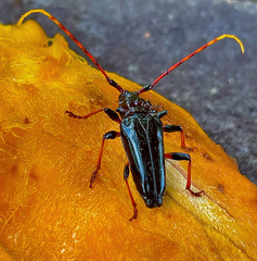 Andraegoidus rufipes