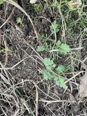 Cardamine parviflora