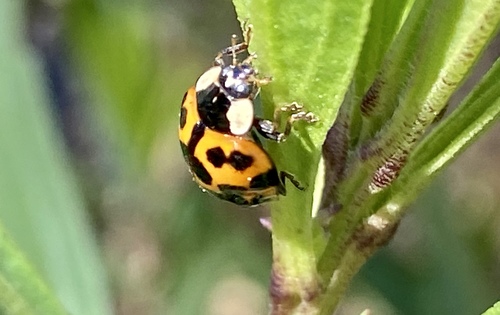 iNaturalist observation photo of Asian Lady Beetle