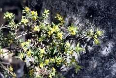 Pimelea hewardiana