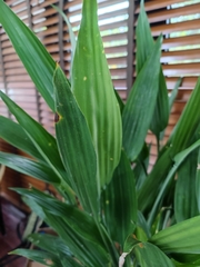 Dracaena aubryana