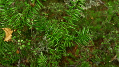 Podocarpus acutifolius