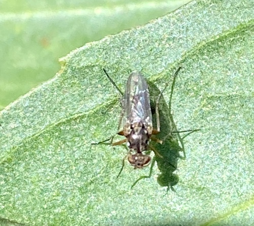 iNaturalist observation photo of Dolichopodinae